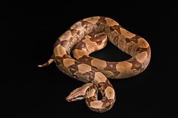 Image showing Boa constrictors  isolated on black background