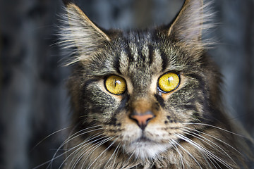 Image showing Face of maine coon cat