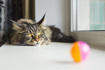 Image showing Maine coone cat on the windowsill