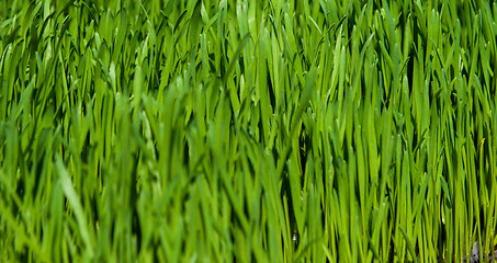 Image showing green grass background