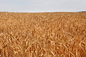 Image showing Field of yellow wheat