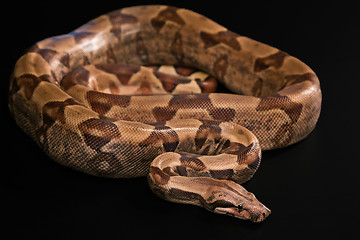 Image showing Boa constrictors  isolated on black background