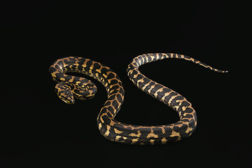 Image showing The male morelia spilota harrisoni python on black background