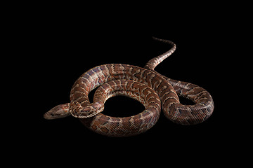 Image showing Hispaniolan boa, Chilabothrus or epicrates striatus