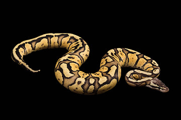 Image showing Female Ball Python. Firefly Morph or Mutation