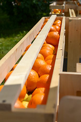 Image showing Oranges in wooden crates