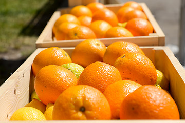 Image showing Oranges in wooden crates