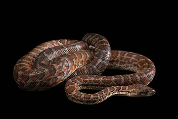 Image showing Hispaniolan boa, Chilabothrus or epicrates striatus