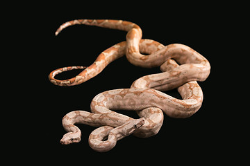 Image showing Trimeresurus puniceus