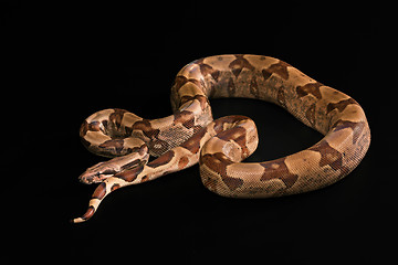 Image showing Boa constrictors  isolated on black background