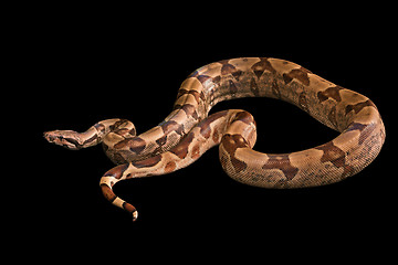 Image showing Boa constrictors  isolated on black background