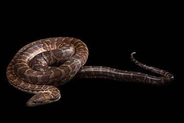 Image showing Hispaniolan boa, Chilabothrus or epicrates striatus