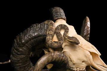 Image showing The male morelia spilota harrisoni python on black background