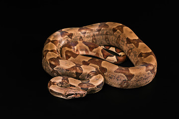 Image showing Boa constrictors  isolated on black background