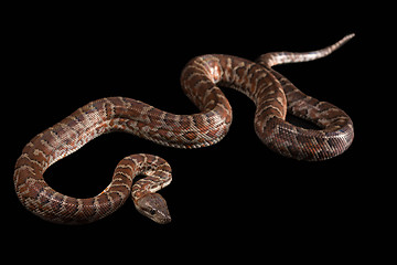 Image showing Hispaniolan boa, Chilabothrus or epicrates striatus