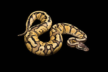 Image showing Female Ball Python. Firefly Morph or Mutation