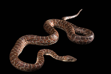 Image showing Hispaniolan boa, Chilabothrus or epicrates striatus