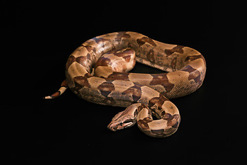 Image showing Boa constrictors  isolated on black background