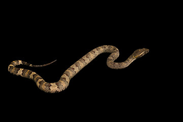 Image showing The male morelia spilota harrisoni python on black background