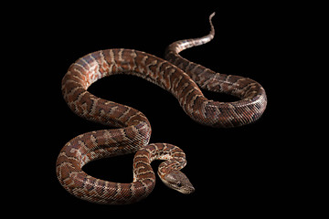 Image showing Hispaniolan boa, Chilabothrus or epicrates striatus