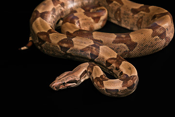 Image showing Boa constrictors  isolated on black background