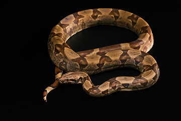 Image showing Boa constrictors  isolated on black background