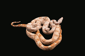 Image showing Trimeresurus puniceus