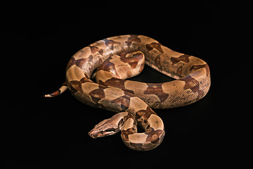 Image showing Boa constrictors  isolated on black background