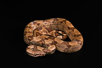 Image showing Boa constrictors  isolated on black background