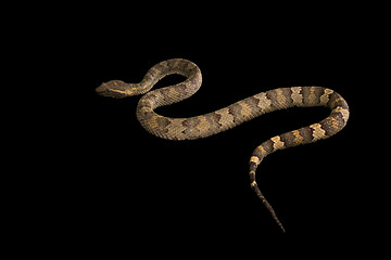 Image showing The male morelia spilota harrisoni python on black background