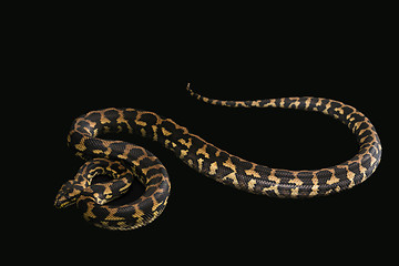 Image showing The male morelia spilota harrisoni python on black background