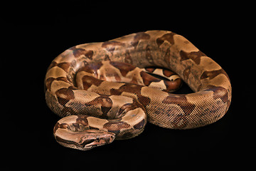 Image showing Boa constrictors  isolated on black background