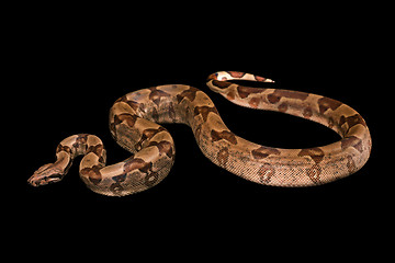 Image showing Boa constrictors  isolated on black background