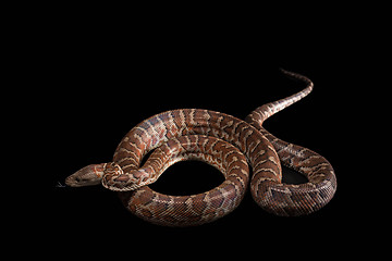 Image showing Hispaniolan boa, Chilabothrus or epicrates striatus