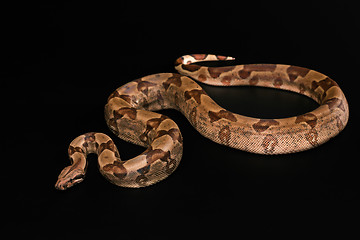 Image showing Boa constrictors  isolated on black background