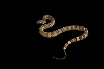 Image showing The male morelia spilota harrisoni python on black background