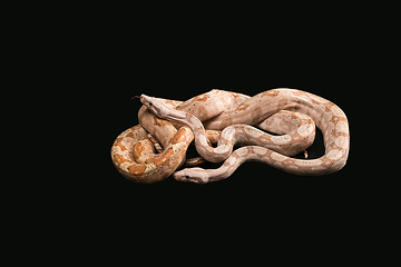 Image showing Trimeresurus puniceus