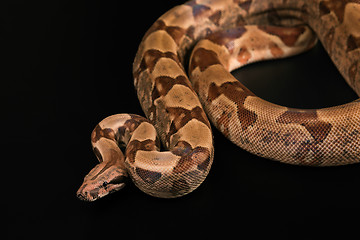 Image showing Boa constrictors  isolated on black background