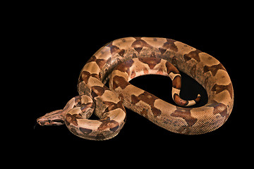 Image showing Boa constrictors  isolated on black background