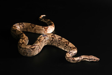 Image showing Boa constrictors  isolated on black background