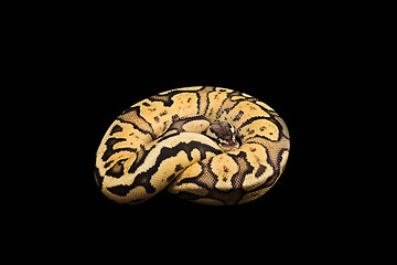 Image showing Female Ball Python. Firefly Morph or Mutation