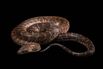 Image showing Hispaniolan boa, Chilabothrus or epicrates striatus