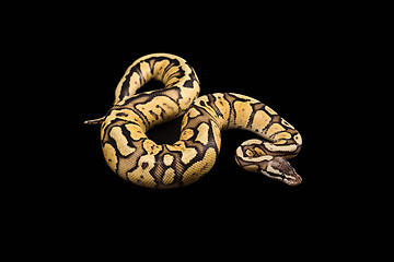 Image showing Female Ball Python. Firefly Morph or Mutation