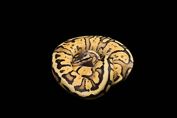 Image showing Female Ball Python. Firefly Morph or Mutation