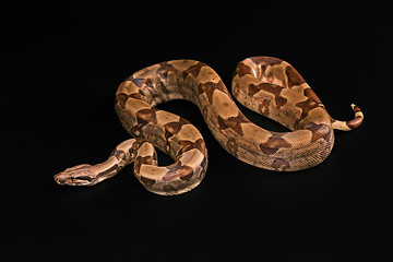 Image showing Boa constrictors  isolated on black background