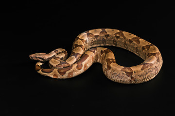 Image showing Boa constrictors  isolated on black background