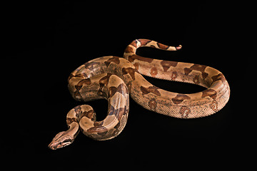 Image showing Boa constrictors  isolated on black background