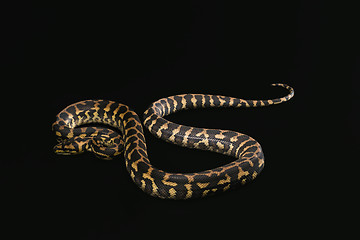 Image showing The male morelia spilota harrisoni python on black background