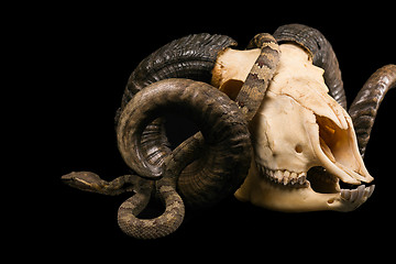 Image showing The male morelia spilota harrisoni python on black background