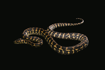 Image showing The male morelia spilota harrisoni python on black background